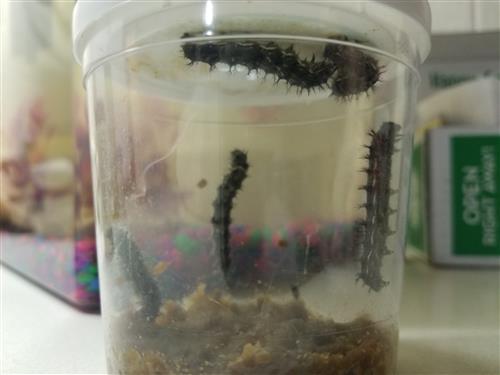 Caterpillars in a Cup-Day 10 